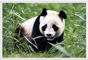 panda bear thumbnail
