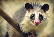 possum thumbnail
