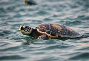 sea turtle thumbnail