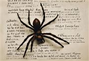 spider thumbnail