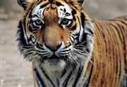 tiger thumbnail