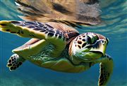 turtle thumbnail
